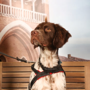 Concorso Fotografico - QuattroZampe in Fiera - Padova - Gennaio/Febbraio 2026