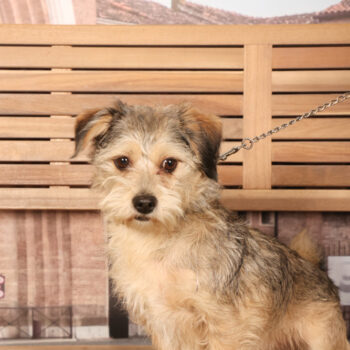 Concorso Fotografico - QuattroZampe in Fiera - Padova - Gennaio/Febbraio 2026