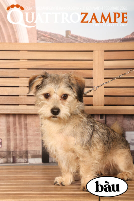 Concorso Fotografico - QuattroZampe in Fiera - Padova - Gennaio/Febbraio 2026
