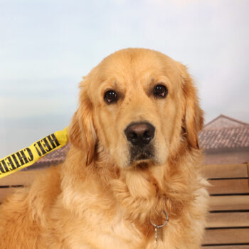 Concorso Fotografico - QuattroZampe in Fiera - Padova - Gennaio/Febbraio 2026