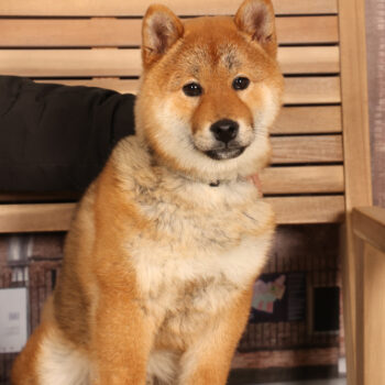 Concorso Fotografico - QuattroZampe in Fiera - Padova - Gennaio/Febbraio 2026