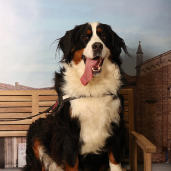 Concorso Fotografico - QuattroZampe in Fiera - Padova - Gennaio/Febbraio 2026