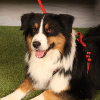 Concorso Fotografico - QuattroZampe in Fiera - Padova - Gennaio/Febbraio 2026