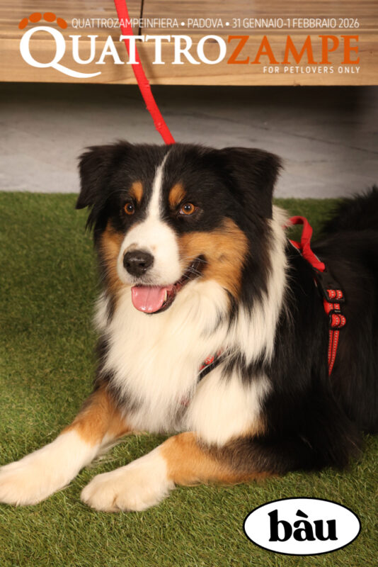 Concorso Fotografico - QuattroZampe in Fiera - Padova - Gennaio/Febbraio 2026