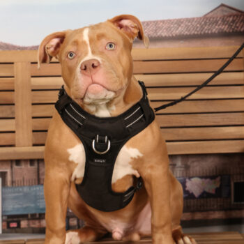 Concorso Fotografico - QuattroZampe in Fiera - Padova - Gennaio/Febbraio 2026