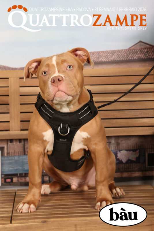 Concorso Fotografico - QuattroZampe in Fiera - Padova - Gennaio/Febbraio 2026
