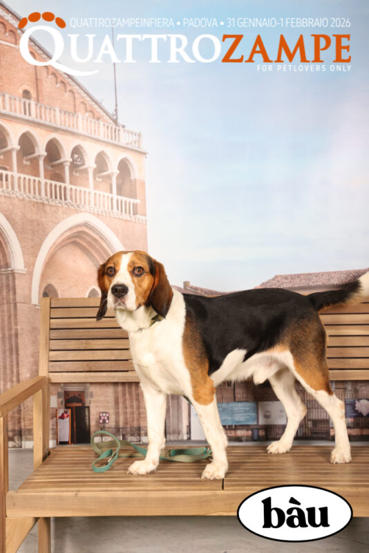 Concorso Fotografico - QuattroZampe in Fiera - Padova - Gennaio/Febbraio 2026