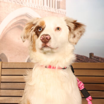 Concorso Fotografico - QuattroZampe in Fiera - Padova - Gennaio/Febbraio 2026