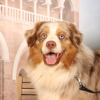 Concorso Fotografico - QuattroZampe in Fiera - Padova - Gennaio/Febbraio 2026