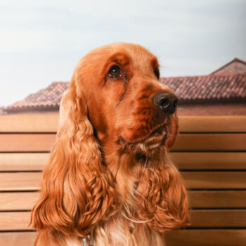 Concorso Fotografico - QuattroZampe in Fiera - Padova - Gennaio/Febbraio 2026