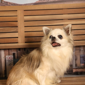 Concorso Fotografico - QuattroZampe in Fiera - Padova - Gennaio/Febbraio 2026