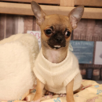 Concorso Fotografico - QuattroZampe in Fiera - Padova - Gennaio/Febbraio 2026