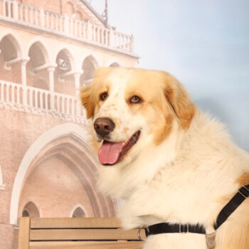 Concorso Fotografico - QuattroZampe in Fiera - Padova - Gennaio/Febbraio 2026