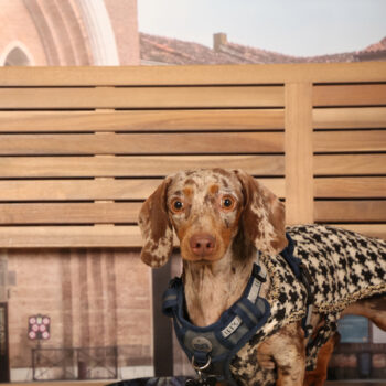 Concorso Fotografico - QuattroZampe in Fiera - Padova - Gennaio/Febbraio 2026