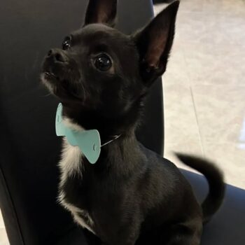 Carica e Vota - Aprile 2026