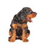 Un piccolo di Setter Gordon: il suo nome deriva dal Duca di Gordon, un nobile scozzese che contribuì in modo decisivo alla selezione della razza