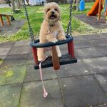 Carica e Vota - Aprile 2026