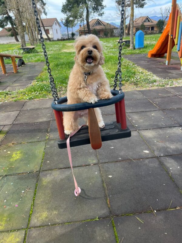 Carica e Vota - Aprile 2026