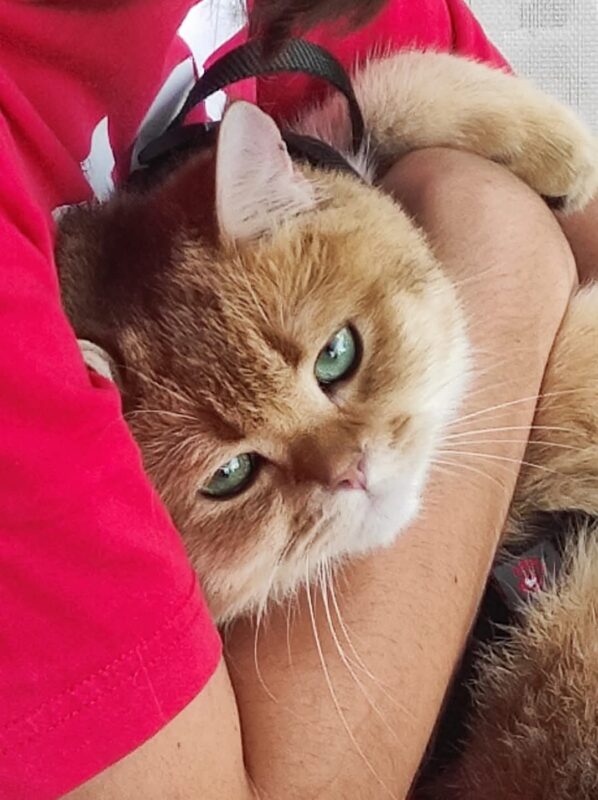 Carica e Vota - Aprile 2026