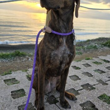 Carica e Vota - Aprile 2026