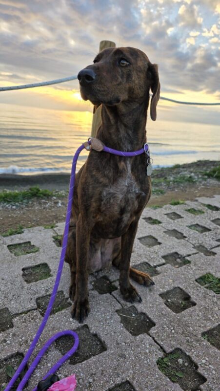 Carica e Vota - Aprile 2026