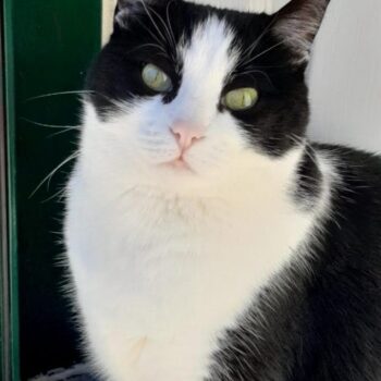 Carica e Vota - Maggio 2026