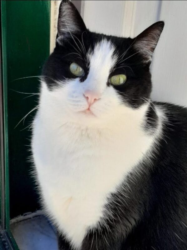 Carica e Vota - Maggio 2026