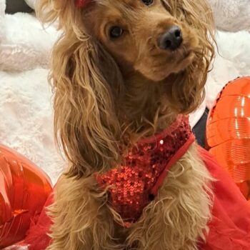 Carica e Vota - Maggio 2026