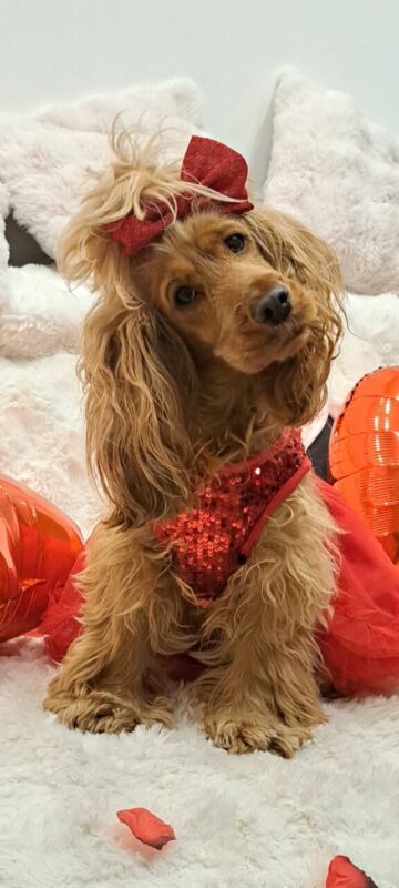 Carica e Vota - Maggio 2026