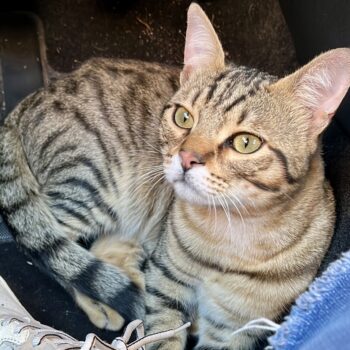 Carica e Vota - Maggio 2026