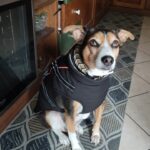 Carica e Vota - Maggio 2026