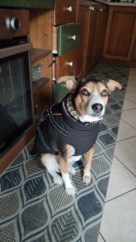 Carica e Vota - Maggio 2026