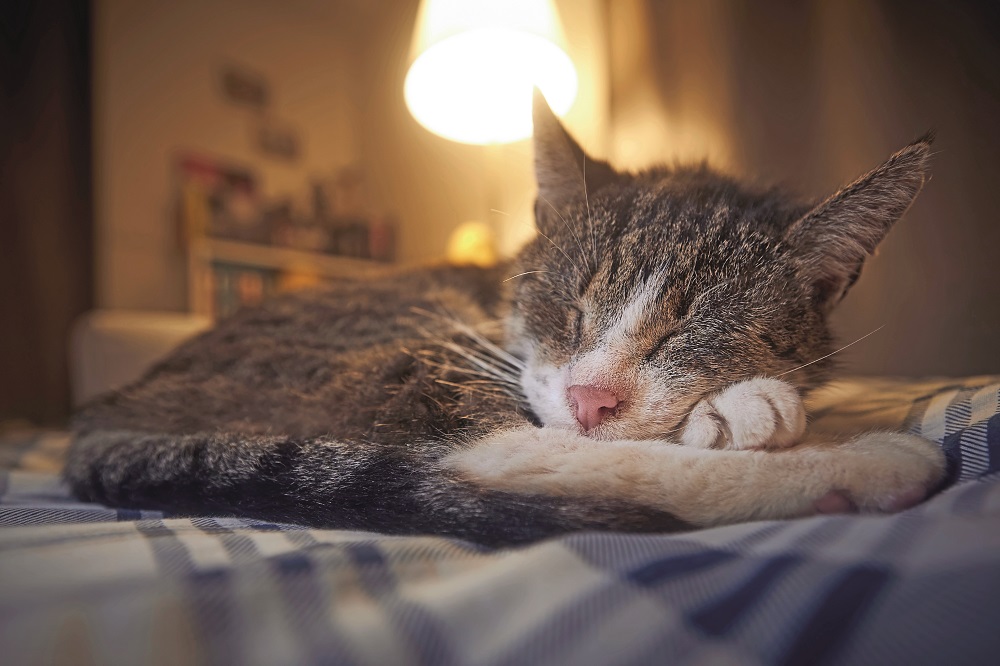 Gatto anziano che dorme: attenzioni discrete e rispetto degli spazi danno beneficio