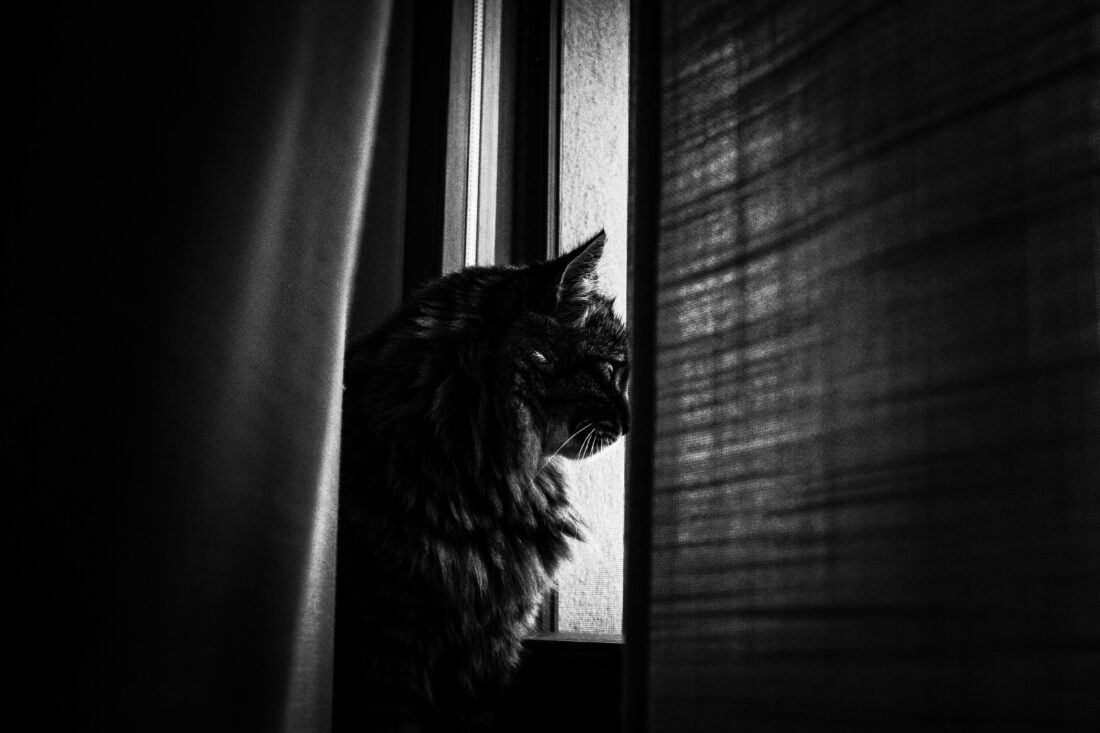 Carica e Vota - Maggio 2026