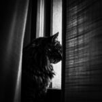 Carica e Vota - Maggio 2026