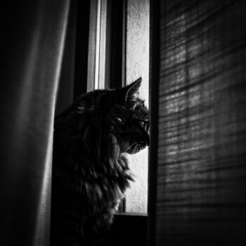 Carica e Vota - Maggio 2026