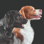 Due Épagneul Breton di profilo: è una razza che soffre la solitudine più di molte altre