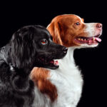 Due Épagneul Breton di profilo: è una razza che soffre la solitudine più di molte altre