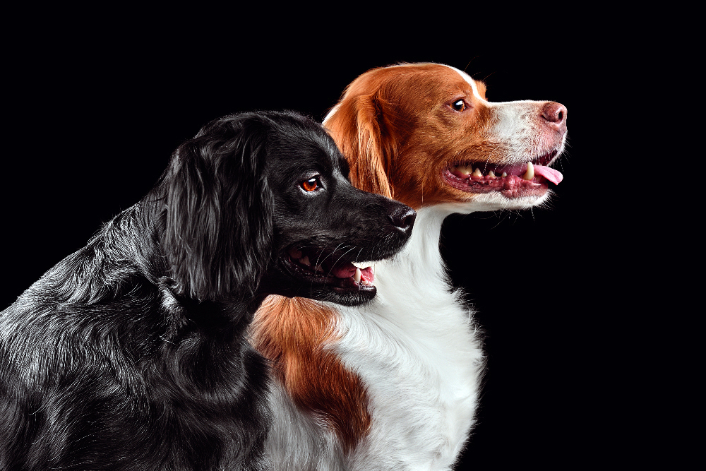 Due Épagneul Breton di profilo: è una razza che soffre la solitudine più di molte altre