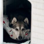 Carica e Vota - Maggio 2026