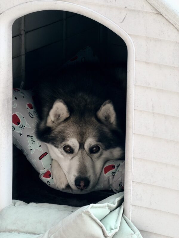 Carica e Vota - Maggio 2026