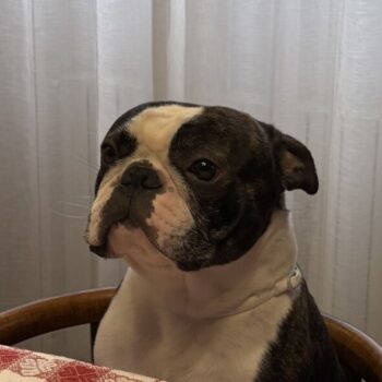 Carica e Vota - Maggio 2026