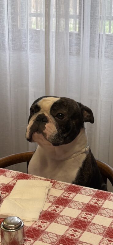 Carica e Vota - Maggio 2026