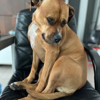 Carica e Vota - Maggio 2026