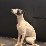 Carica e Vota - Maggio 2026