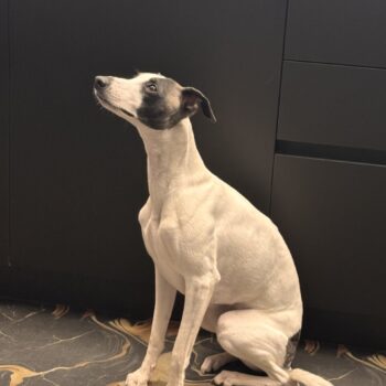 Carica e Vota - Maggio 2026