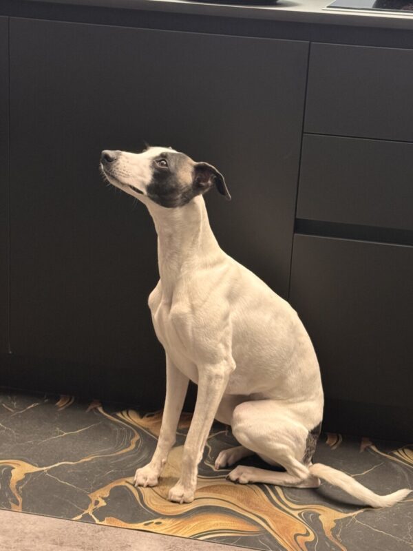 Carica e Vota - Maggio 2026