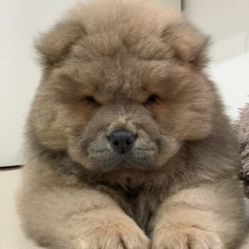 Carica e Vota - Maggio 2026