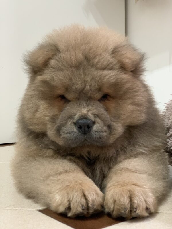 Carica e Vota - Maggio 2026