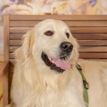 Concorso Fotografico - QuattroZampe in Fiera - Roma - Marzo 2026